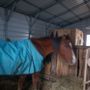 Photo of Emerald  Valley Stables and Equine Therapy