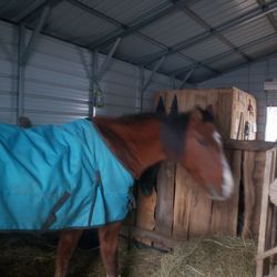 Emerald  Valley Stables and Equine Therapy - Fiki, our senior citizen therapy horse.