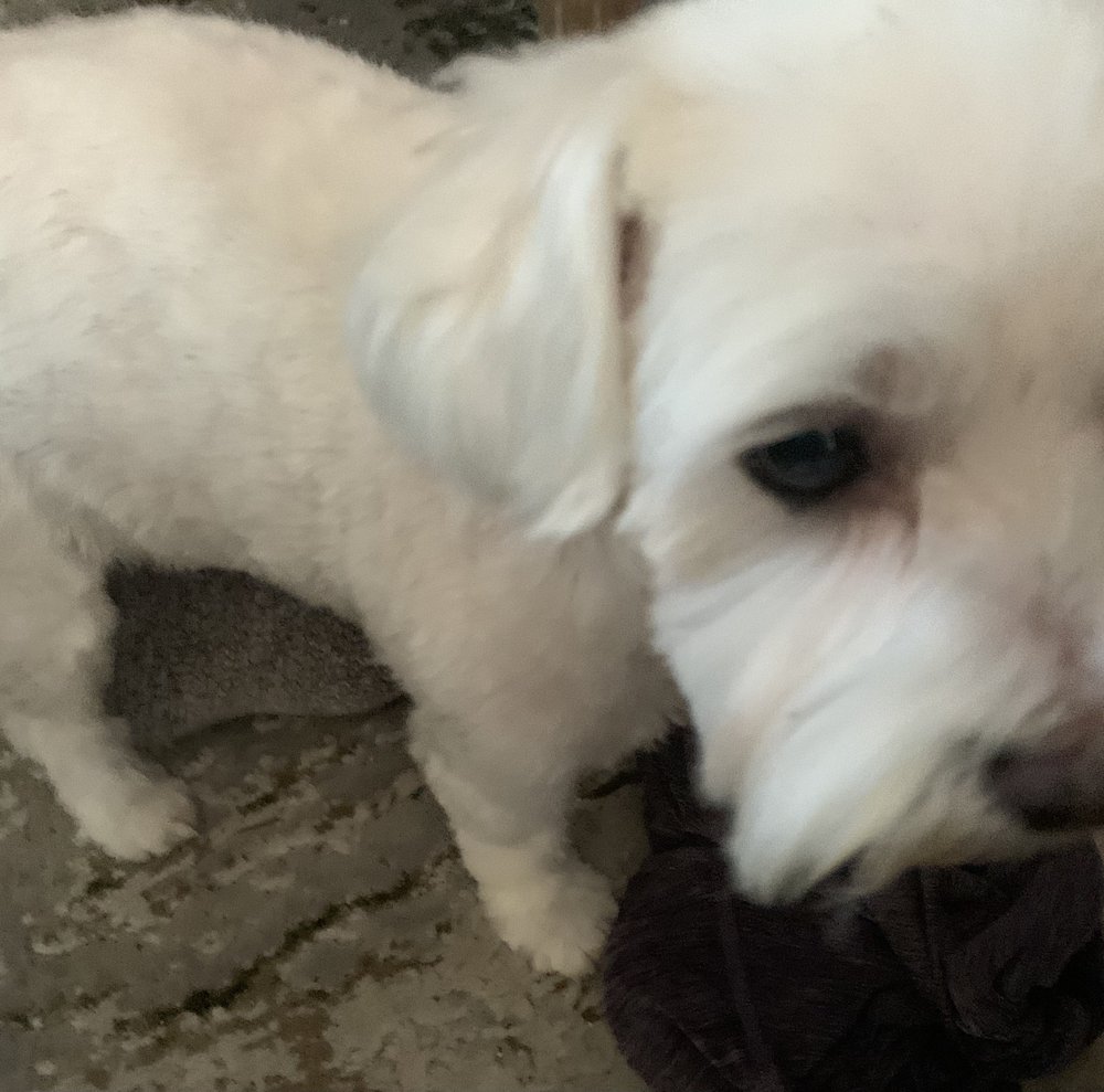 PET TASTIC Updated October 2024 389 Queen Street, Thunder Bay