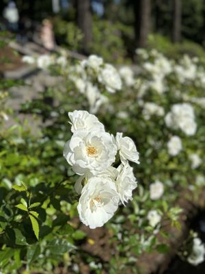 International Rose Test Garden by null