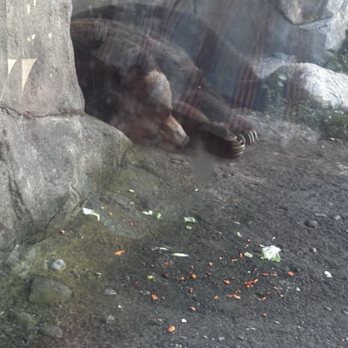 Columbus Zoo and Aquarium - Brown bear - Zoos Near Me - Powell, Ohio