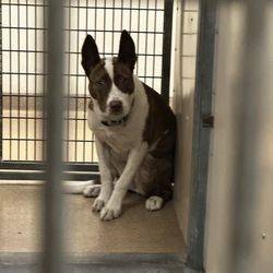 Hayward Animal Shelter - Mona needs special love and attention. Will take a patient loving home to bring her out of state.