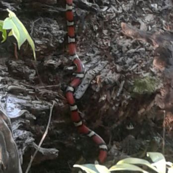 Martin Dies Jr State Park - Snake! Lol Just minding it's own business by the water! - Fishing Near Me - Jasper, Texas