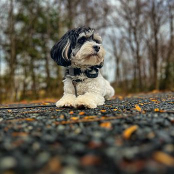 Off Leash K9 Training - Pet Training Near Me - Woodbridge, Virginia