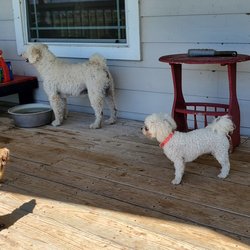 K9 Consultants