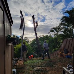 Big Tree Consulting - Safe and professional