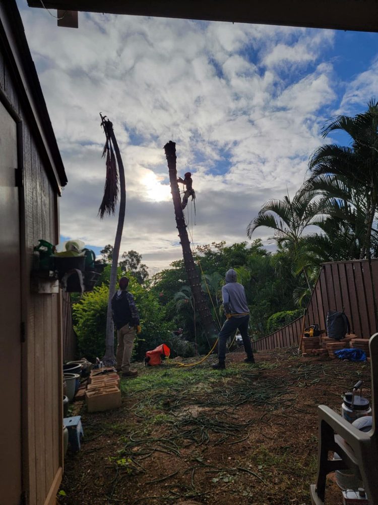 Big Tree Consulting - tree service in Kaneohe, HI