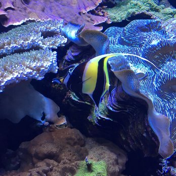 Seattle Aquarium - Aquariums Near Me - Seattle, Washington Seattle Aquarium - Aquariums Near Me - Seattle, Washington