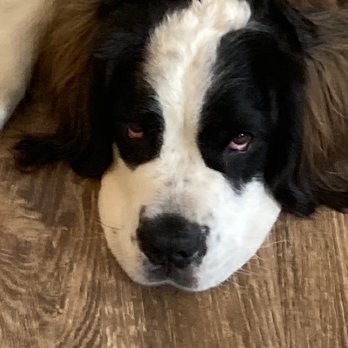 Veterinary Emergency Group - Callie at home, one day post-op, feeling much better.  Thank you, VEG, for saving her life a second time! - Emergency Pet Hospital Near Me - Encinitas, California