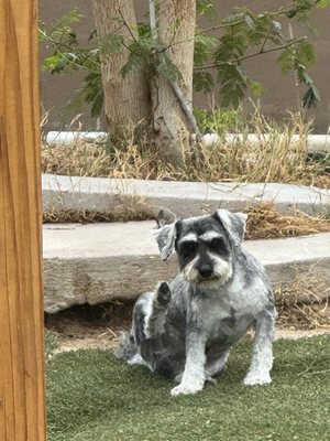 All Dogs Go to Bev Las Vegas NV 89121 US MapQuest