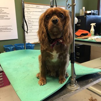 Tesslan Dog Spa - Pet Groomers Near Me - Bellevue, Washington Tesslan Dog Spa - Pet Groomers Near Me - Bellevue, Washington