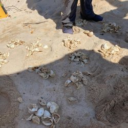 Explora Caribe - Empty egg shells in groups of 10 for counting.