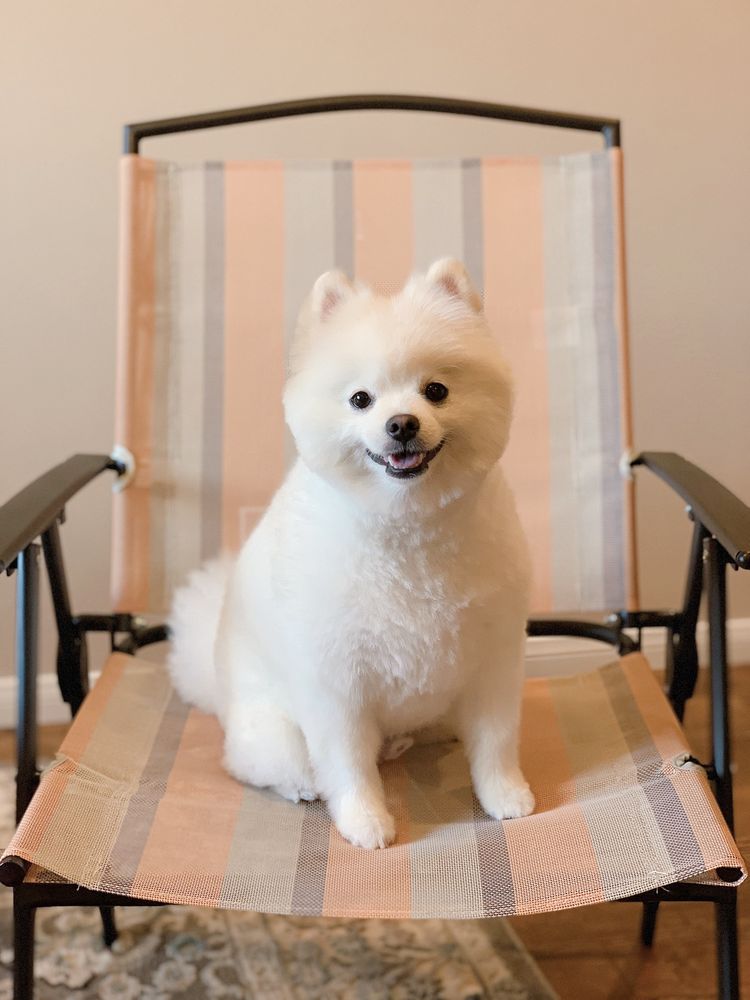 TDOGS GROOMING 713 Photos & 72 Reviews Pet Groomers 7105