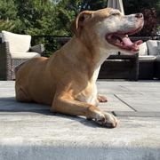 VETERINARY ONCOLOGY SERVICES - Updated January 2026 - 11 Photos