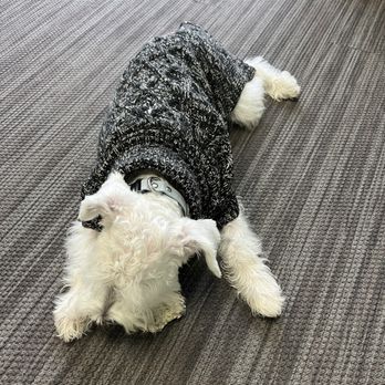 C2Z Dog Pack - borrowing Coconut's baby sweater - Pet Training Near Me - Los Angeles, California