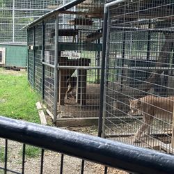 Cedar Cove Feline Conservation