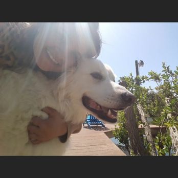 Sandy Paws Pet Sitting Services - Pet Sitting Near Me Sandy Paws Pet Sitting Services - Pet Sitting Near Me