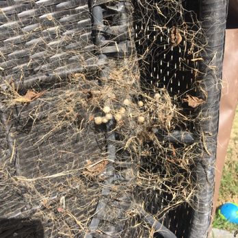Oceanfront Pest Control - Huge cluster of brown widow webs under patio furniture - Pest Control Near Me - Tustin, California Oceanfront Pest Control - Huge cluster of brown widow webs under patio furniture - Pest Control Near Me - Tustin, California