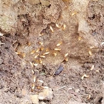 Bug Defender Pest Management - Pest Control Near Me - Beaumont, Texas Bug Defender Pest Management - Pest Control Near Me - Beaumont, Texas