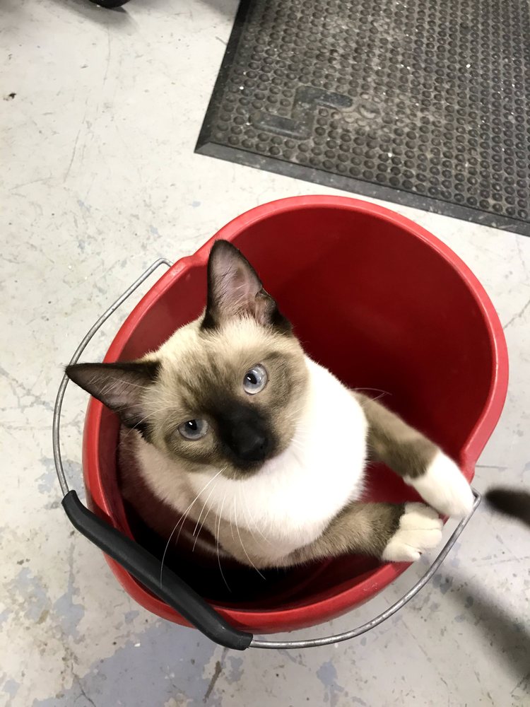 FARVIEW VETERINARY HOSPITAL Updated October 2024 10 Reviews 17710 Susquehanna Rd