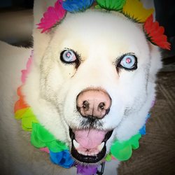 Wags & Wiggle Grooming