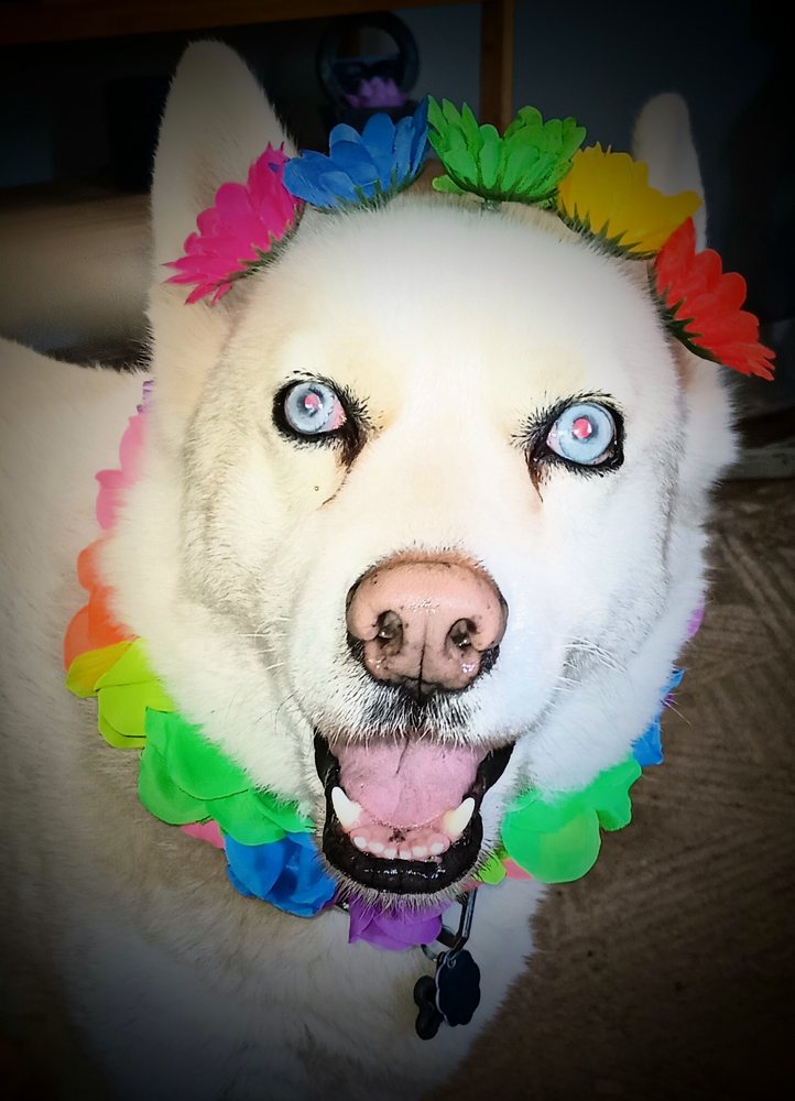 WAGS & WIGGLE GROOMING Updated June 2024 Monroe, Pet