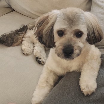 Top Grooming - "I feel furry great~~ " said Henry - Pet Groomers Near Me - Gardena, California Top Grooming - "I feel furry great~~ " said Henry - Pet Groomers Near Me - Gardena, California