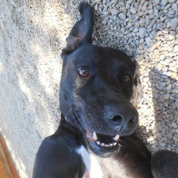 Free Dog - Pet Sitting Near Me - Plaistow, New Hampshire