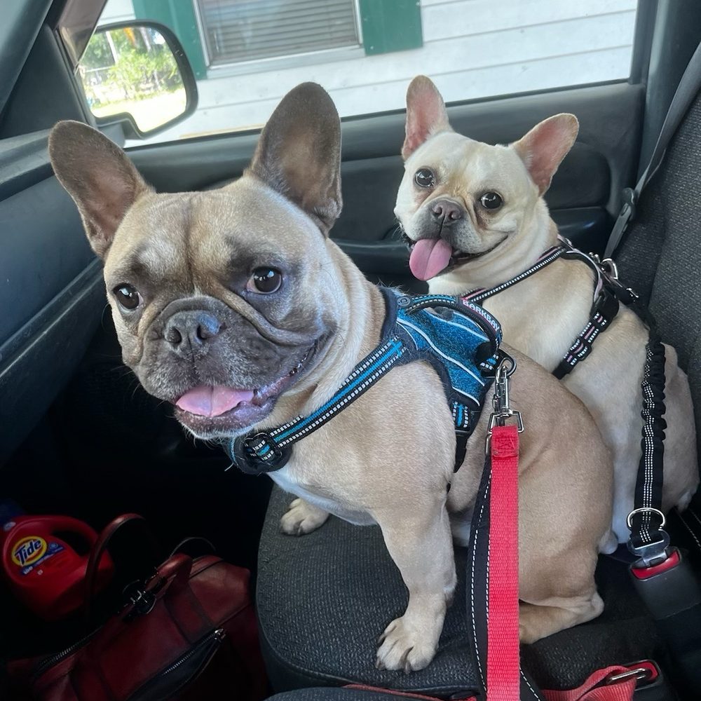 Furever Friends - Five stars all the way! Most strongly recommended for doggie daycare! Lauren is excellent! - Pet Sitting Near Me Furever Friends - Five stars all the way! Most strongly recommended for doggie daycare! Lauren is excellent! - Pet Sitting Near Me