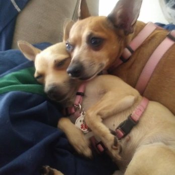 Kahoots Pet Store - pixie bad sunshine say thank you 16 years old and 8 years old cheewineies - Pet Stores Near Me - Huntington Beach, California Kahoots Pet Store - pixie bad sunshine say thank you 16 years old and 8 years old cheewineies - Pet Stores Near Me - Huntington Beach, California