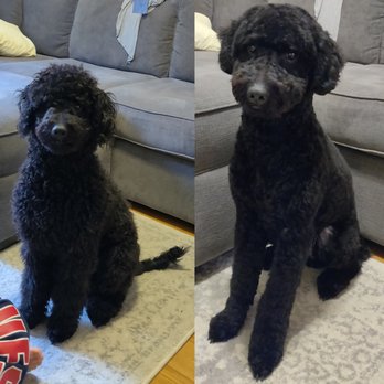 Dozo Dog  - Phineas; Before & After his first grooming session at Dozo Dog - Pet Groomers Near Me - Astoria, New York