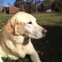 Lovingkindness Veterinary Care