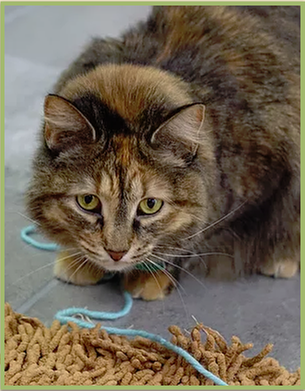 The Cat's Meow by null