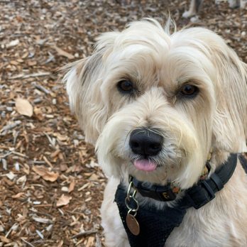 PN Dog Groomer - Pet Services Near Me - Naperville, Illinois PN Dog Groomer - Pet Services Near Me - Naperville, Illinois