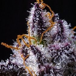OG Discount pharmacy - straight fire