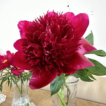 Adelman Peony Gardens - Nurseries & Gardening Near Me - Salem, Oregon