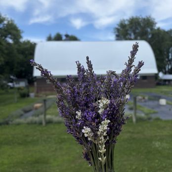 The Lavender Barnyard - Pick Your Own Farms Near Me - Farmington, Minnesota The Lavender Barnyard - Pick Your Own Farms Near Me - Farmington, Minnesota