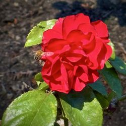 Municipal Rose Garden - San Jose - Don't worry Bee happy