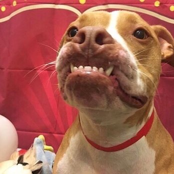 PetSmart - daycare pictures! - Pet Stores Near Me - Fremont, California PetSmart - daycare pictures! - Pet Stores Near Me - Fremont, California
