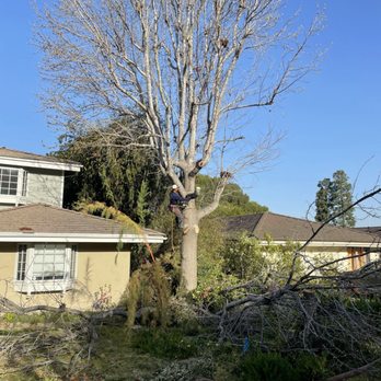 Forever Green Tree Services - Tree Services Near Me Forever Green Tree Services - Tree Services Near Me