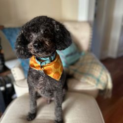 Lucky Dawg Salon Pet Grooming - After