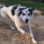 Photo of Barking Springs Dog Ranch