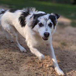 Barking Springs Dog Ranch - Macy at barking springs dog ranch!