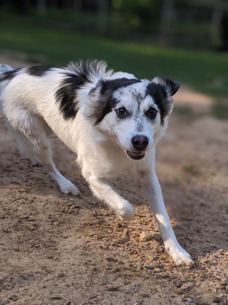 Barking Springs Dog Ranch Image