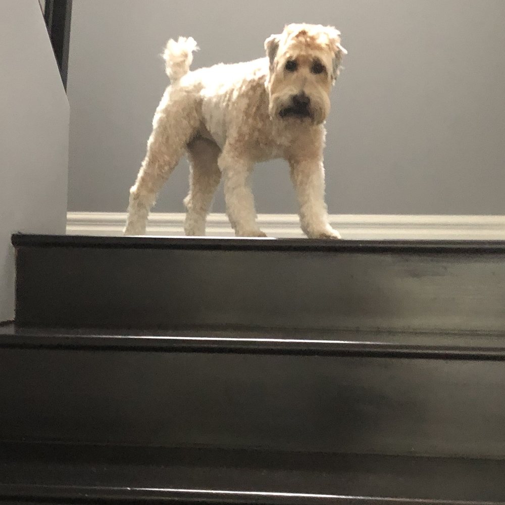 K9 Loft - After a horrible grooming job - Pet Groomers Near Me - Sherman Oaks, California