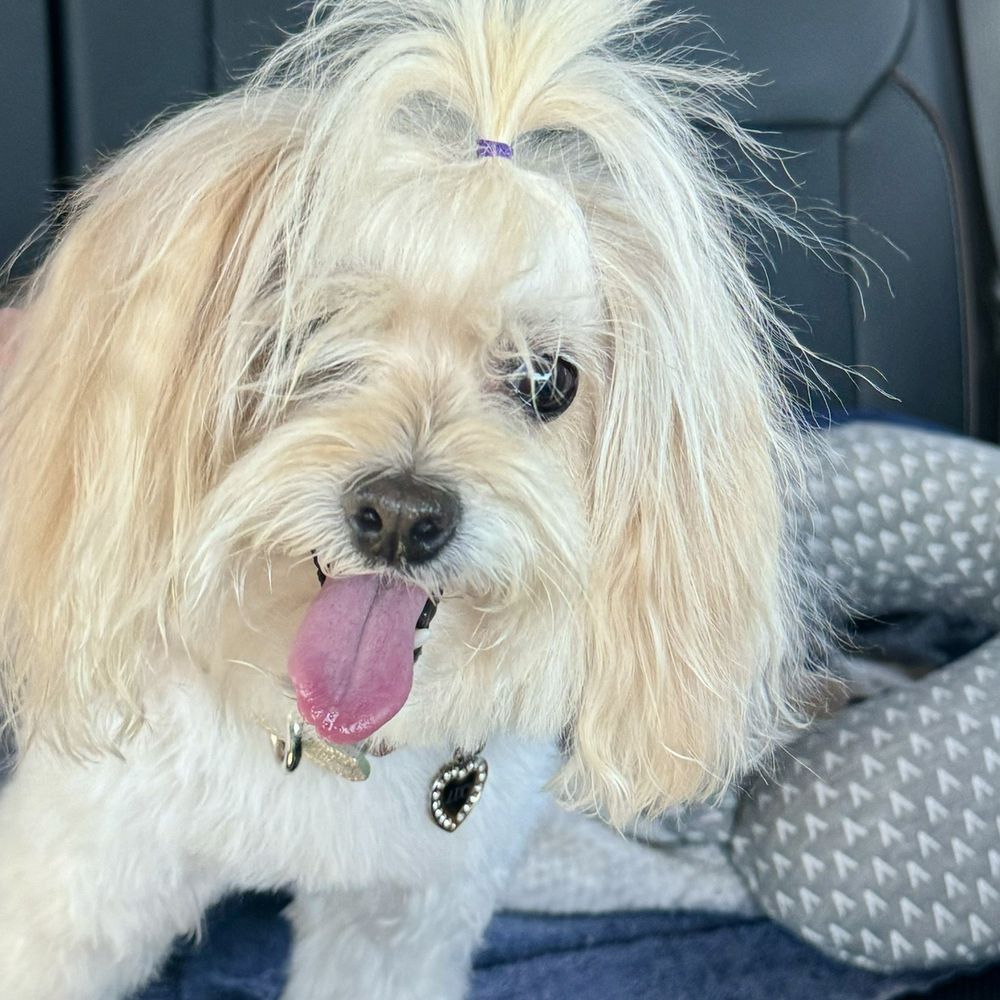 On Command - Here is Lucia De Los Angeles AKA Lucy - Pet Sitting Near Me - Reno, Nevada