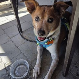 Happy pup! Happy pup!