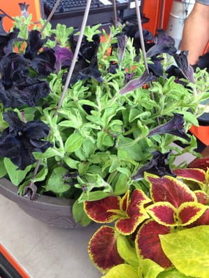 The Home Depot by null