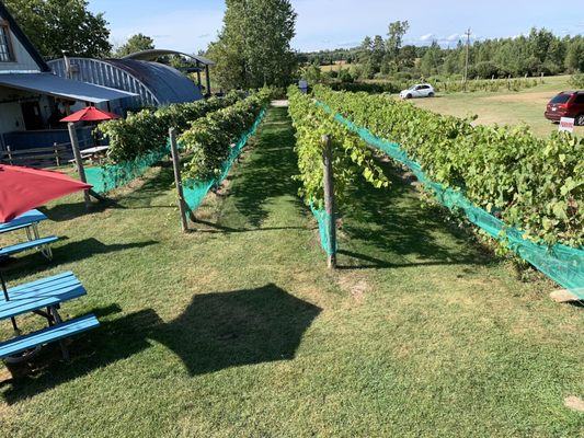 Black Prince Winery & Canadian Vinegar Cellars featuring Barrel House Wood-Fired Pizza + County Disc Golf by null