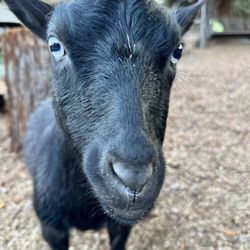 Animal Art Farm